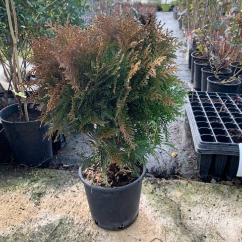 THUJA OCCIDENTALIS 'Danica'