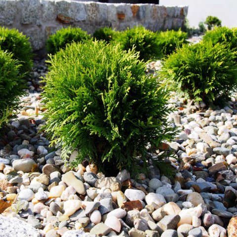 THUJA OCCIDENTALIS 'Danica'