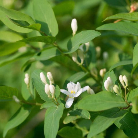 LONICERA XYLOSTEUM
