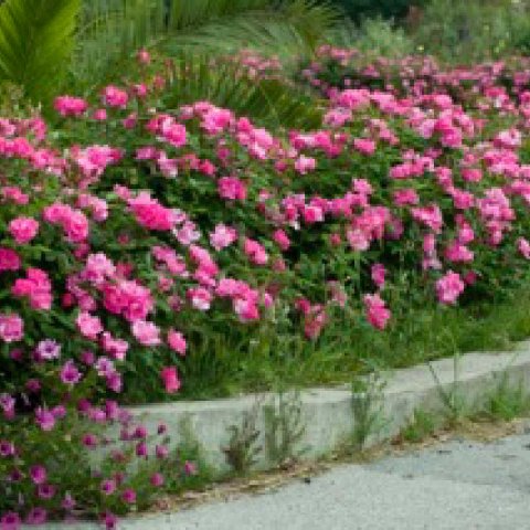 ROSAL PAISAJE MEILLAND Pink KNOCK OUT  Meigadraz