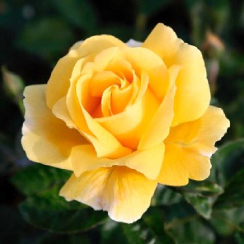 ROSAL MEILLAND MICHELANGELO  Meitelov