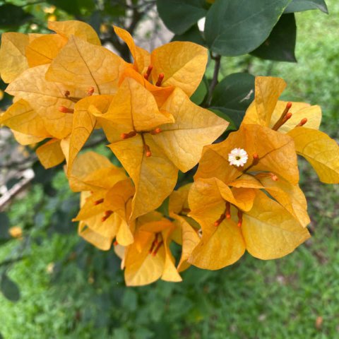 BOUGAINVILLEA SPECTABILIS AMARILLA