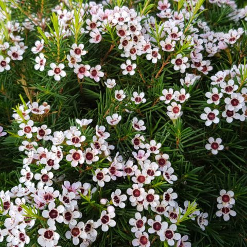 CHAMELAUCIUM UNCINATUM - Geraldton wax flower