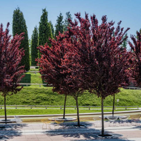 PRUNUS CERASIFERA NIGRA