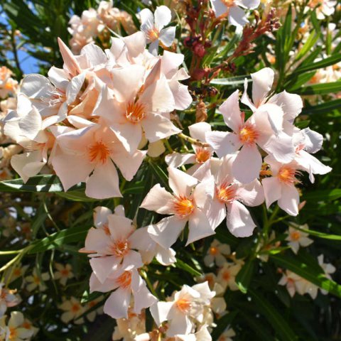 NERIUM OLEANDER flor naranja