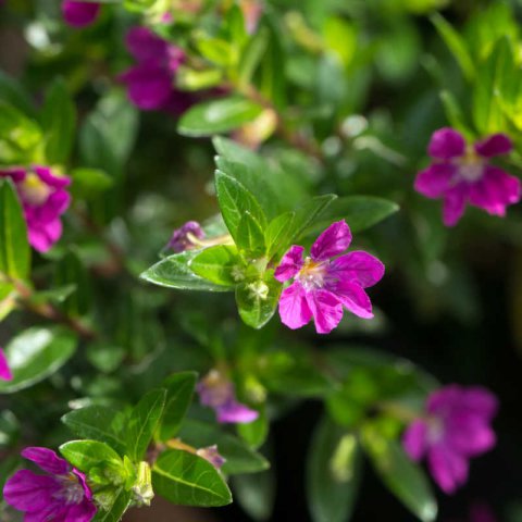 CUPHEA HYSSOPIFOLIA