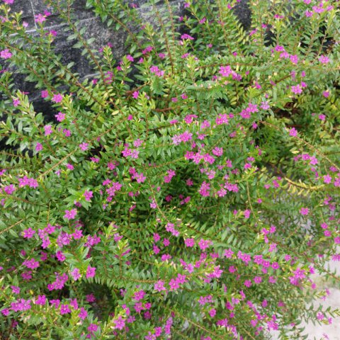 CUPHEA HYSSOPIFOLIA