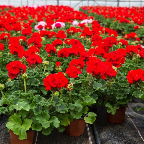 PELARGONIUM x HORTORUM