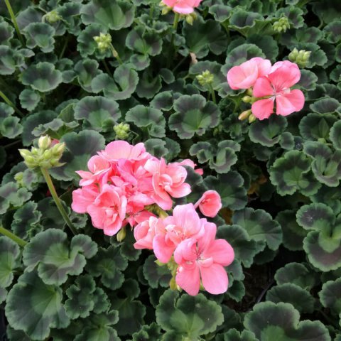 PELARGONIUM x HORTORUM