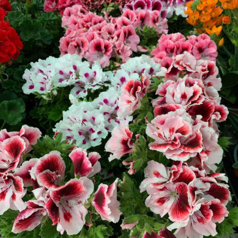 PELARGONIUM GRANDIFLORUM (P.x domesticum)
