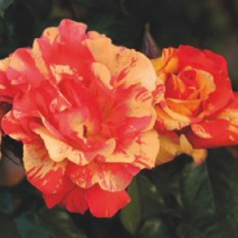 Hybrid Tea Rose Climber SORBET FRUITE  Meihestries
