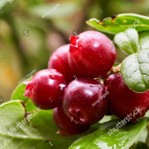 VACCINIUM VITIS-IDAEA - Lingonberry #1