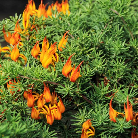 LOTUS BERTHELOTII - Lotier, Bec de perroquet