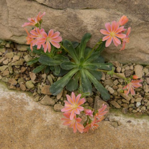 LEWISIA COTYLEDON - Levisia