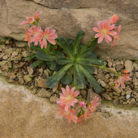 LEWISIA COTYLEDON - Siskiyou lewisia