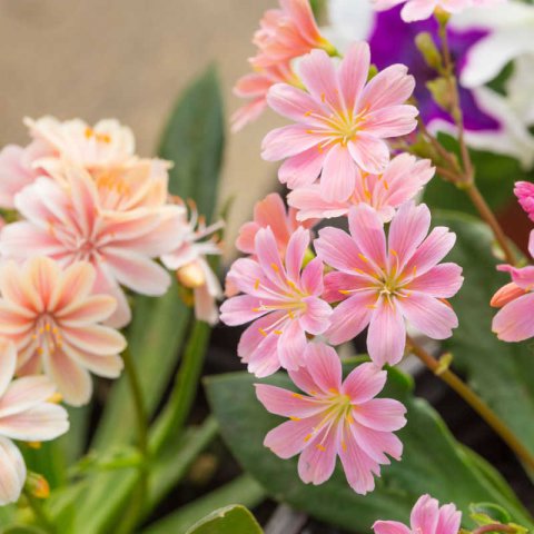 LEWISIA COTYLEDON