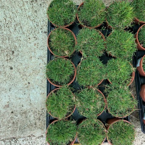 ZOYSIA TENUIFOLIA - M.10,5L