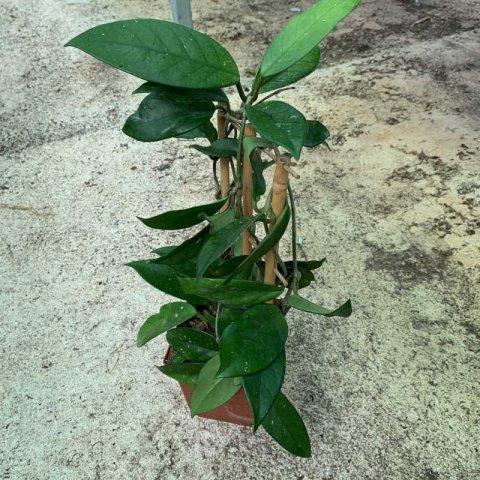 HOYA CARNOSA - Fleur de cire