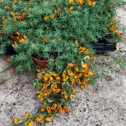 Panier de plantes et de fleurs naturelles - Pelosa