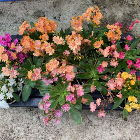 LEWISIA COTYLEDON - Levisia