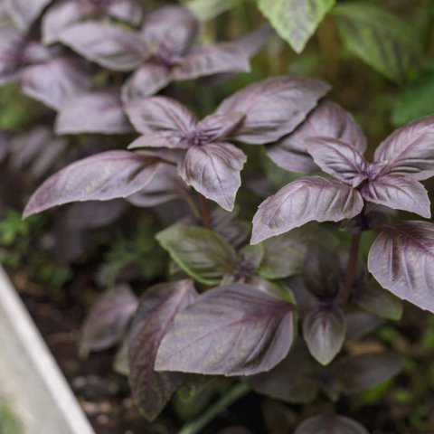 BASILIC POURPRE
