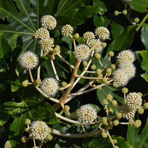 FATSIA JAPONICA (Aralia j.)