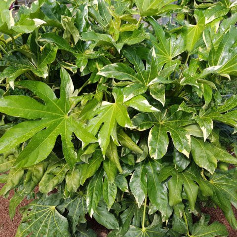 FATSIA JAPONICA (Aralia j.)