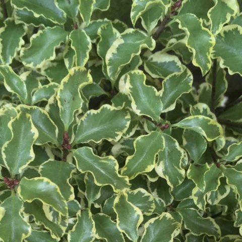 PITTOSPORUM TENUIFOLIUM VARIEGATUM