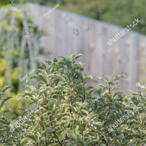 PITTOSPORUM TENUIFOLIUM VARIEGATUM
