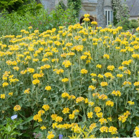 PHLOMIS FRUTICOSA