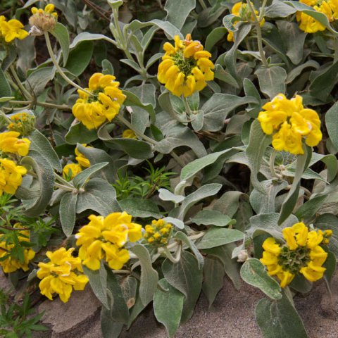 PHLOMIS FRUTICOSA