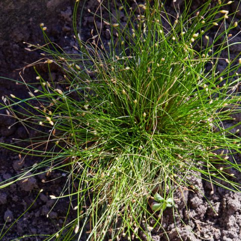 SCIRPUS CERNUUS