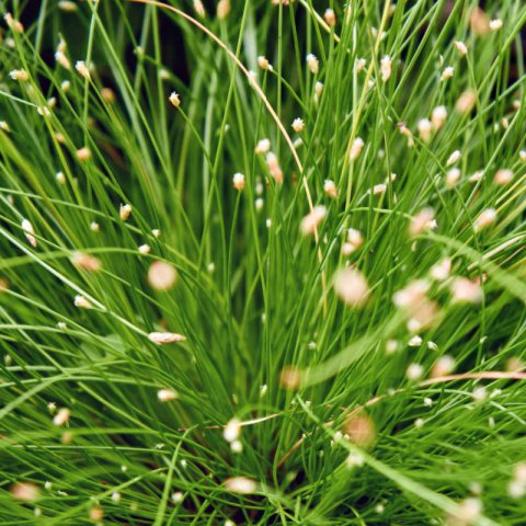 SCIRPUS CERNUUS