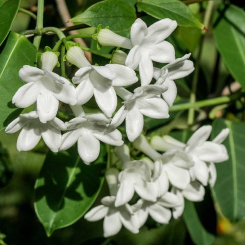 STEPHANOTIS FLORIBUNDA