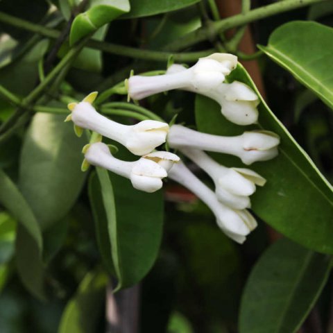 STEPHANOTIS FLORIBUNDA