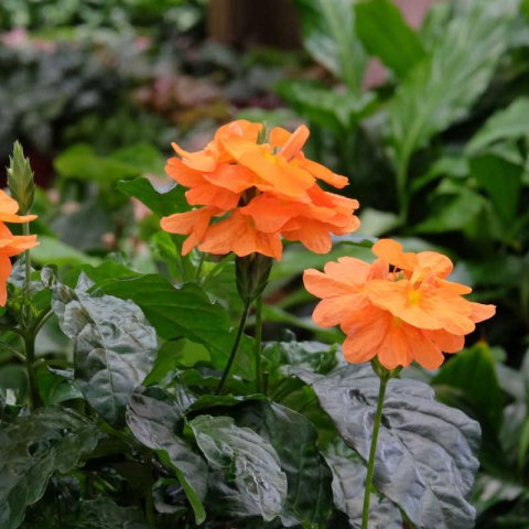 CROSSANDRA INFUNDIBULIFORMIS - Firecracker Flower