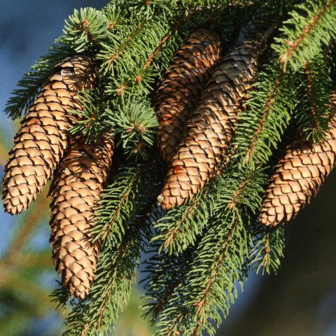 PICEA SITCHENSIS - (Identificado) - USA, WASH.012-10 (SIA)