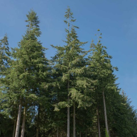 PICEA SITCHENSIS - (Identificado) - USA, WASH.012-10 (SIA)