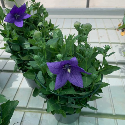 PLATYCODON GRANDIFLORUS