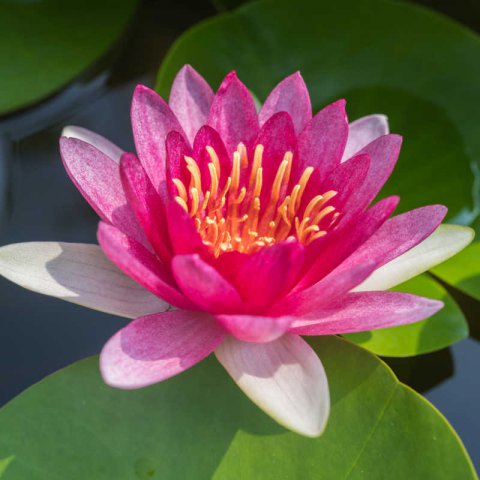 NYMPHAEA LAYDEKERI ROSEA