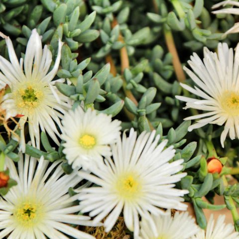 MESEMBRYANTHEMUM CRYSTALLINUM white