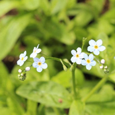 MYOSOTIS PALUSTRIS ALBA - Water Forget-Me-Not