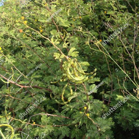 ACACIA KARROO