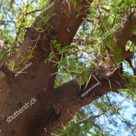 ACACIA KARROO