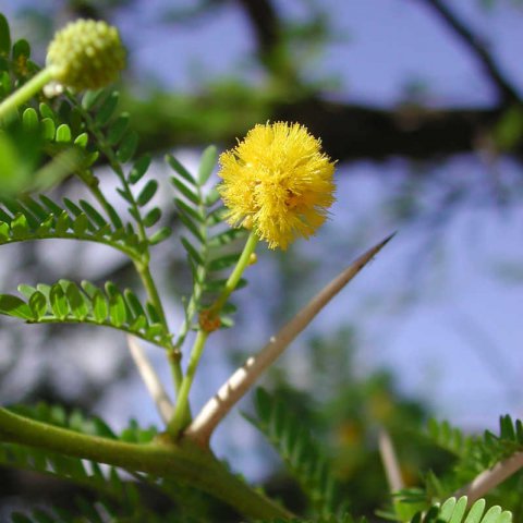 ACACIA KARROO