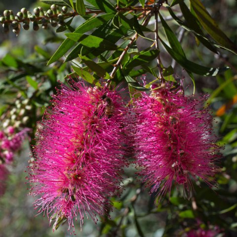 CALLISTEMON SALIGNUS Perth Pink - Pink Perth Bottle Brush