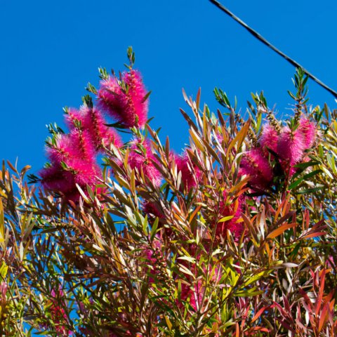 CALLISTEMON SALIGNUS  - Rince-bouteille Perth Pink