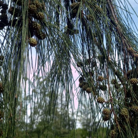 CASUARINA CUNNINGHAMIANA
