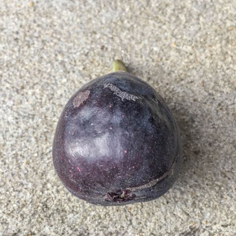 FICUS CARICA - HIGUERA Napolitana negra