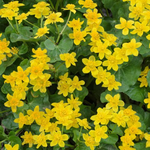 CALTHA PALUSTRIS - Souci aquatique
